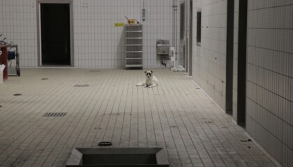 Ingresso animali vivi