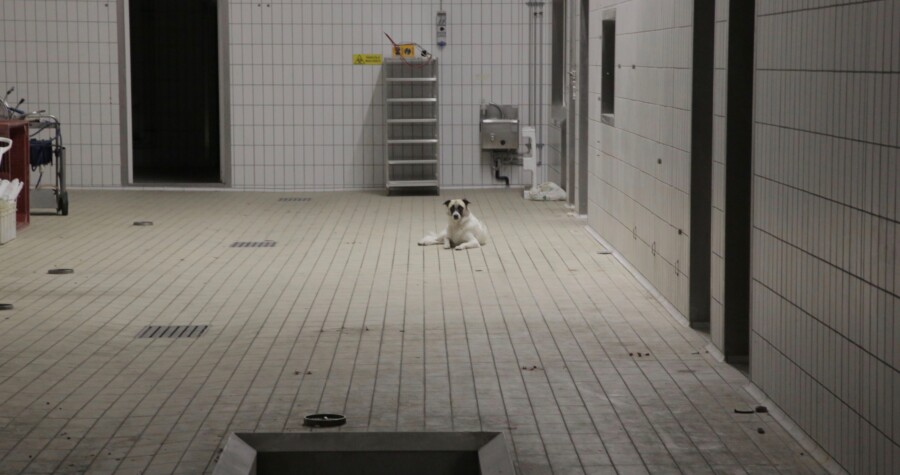 Ingresso animali vivi